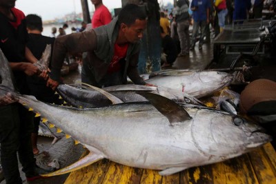 Ikan Tuna Hasil Tangkapan Nelayan Aceh Diekspor ke Sejumlah Negara