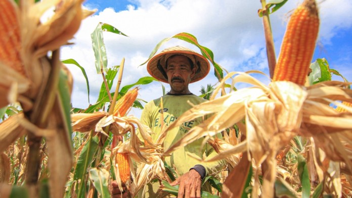 Produksi Jagung Garut Ditarget 513.000 Ton, Cuaca Jadi Tantangan