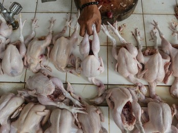 Rumah Pemotongan Ayam di Palembang Belum Sertifikasi, Bisa Pengaruhi Usaha Turunannya