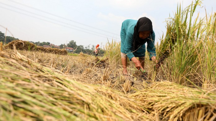 Produksi Padi Majalengka Anjlok 17,93%, Petani Hadapi Kerugian Besar