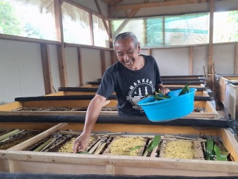 Usia Tidak Halangi Juju, Warga Sumedang Kembangkan Budi Daya Jangkrik