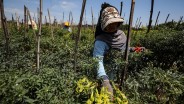 GNPIP Riau Panen Perdana Cabai Merah dengan Sistem Digital Farming