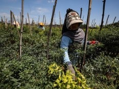 GNPIP Riau Panen Perdana Cabai Merah dengan Sistem Digital Farming