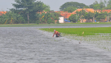 Ratusan Hektare Tanaman Padi Puso Akibat Banjir Di Kudus