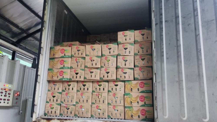 10 Ton Pisang Cavendish Sulsel Dikirim ke Jakarta dan Surabaya