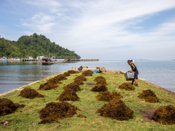 Warga Pesisir Selatan Panen Rumput Laut Sargassum