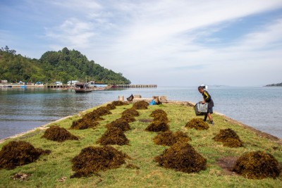 Warga Pesisir Selatan Panen Rumput Laut Sargassum