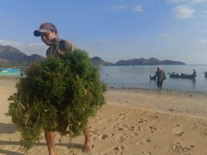 Ekosistem Laut Padang Lamun Siap Masuk Perdagangan Karbon