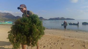Ekosistem Laut Padang Lamun Siap Masuk Perdagangan Karbon