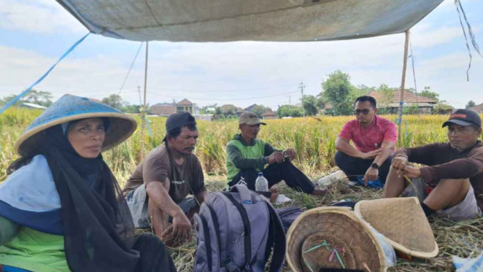 Dukung Program Kemandirian Pangan, Bulog Malang Mulai Serap Beras Petani