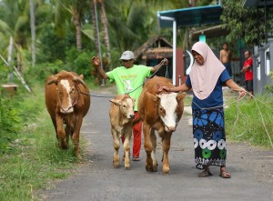 Vaksinasi PMK Di Banyuwangi