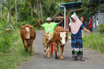 Vaksinasi PMK Di Banyuwangi