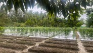 Produktivitas Lahan Pertanian di Papua Perlu Ditingkatkan