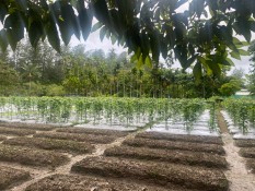 Produktivitas Lahan Pertanian di Papua Perlu Ditingkatkan