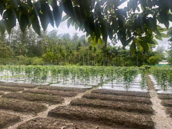 Produktivitas Lahan Pertanian di Papua Perlu Ditingkatkan