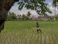 Asa Petani Mengolah Lahan yang Tersisa dari Kepungan Bangunan Perumahan Baru