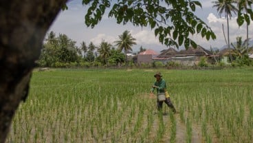 Asa Petani Mengolah Lahan yang Tersisa dari Kepungan Bangunan Perumahan Baru