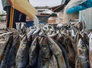 Pemanfaatan Ikan Cold Storage