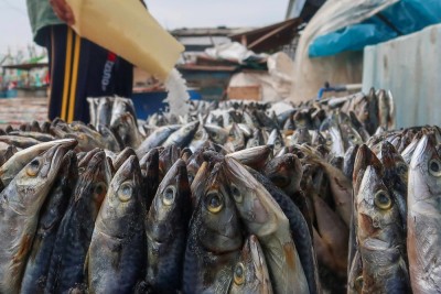 Pemanfaatan Ikan Cold Storage