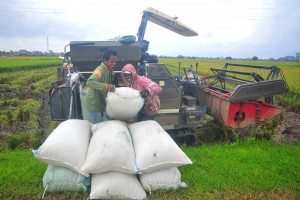 Bulog Serap Gabah Panen Perdana di Kudus