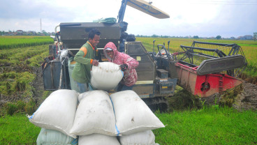 Bulog Serap Gabah Panen Perdana di Kudus