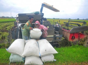 Bulog Serap Gabah Panen Perdana di Kudus