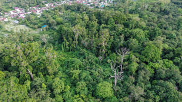 Perlindungan Alam Hutan Purba Ranjuri di Sigi