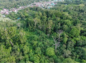 Perlindungan Alam Hutan Purba Ranjuri di Sigi