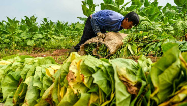 Petani Tembakau Minta Pemerintah Melilndungi Keberlangsungan Tembakau Sebagai Komoditas Strategis Nasional