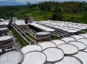 Lindungi Petani, Kementan Tetapkan Harga Pembelian Singkong Untuk Industri Tepung Nasional