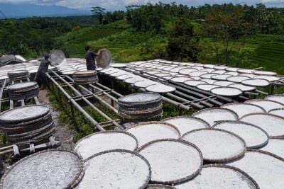 Lindungi Petani, Kementan Tetapkan Harga Pembelian Singkong Untuk Industri Tepung Nasional