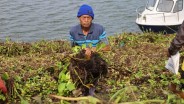 30 Ha Waduk Darma Tertutup Eceng Gondok, Nelayan Rugi dan Pariwisata Lesu