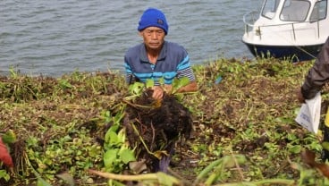 30 Ha Waduk Darma Tertutup Eceng Gondok, Nelayan Rugi dan Pariwisata Lesu