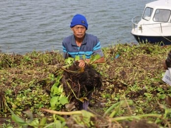 30 Ha Waduk Darma Tertutup Eceng Gondok, Nelayan Rugi dan Pariwisata Lesu