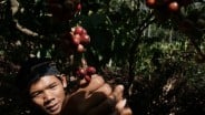 Kuningan Produksi Kopi 775,8 Ton, Dominasi Robusta