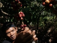 Kuningan Produksi Kopi 775,8 Ton, Dominasi Robusta