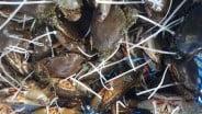 Kepiting Bakau Hasil Tangkapan Nelayan Kepri Dieskpor ke China