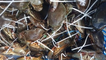 Kepiting Bakau Hasil Tangkapan Nelayan Kepri Dieskpor ke China