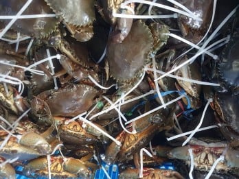 Kepiting Bakau Hasil Tangkapan Nelayan Kepri Dieskpor ke China