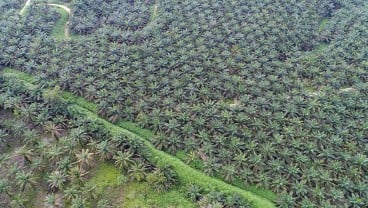 Pemerintah Bakal Tertibkan 3,7 Juta Hektare Kebun Sawit Bermasalah Tahun Ini