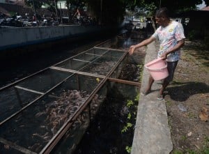 Pemanfaatan sungai Untuk Budi Daya Ikan Nila