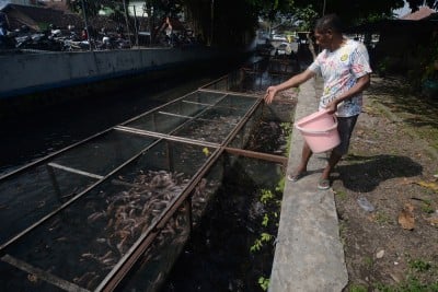 Pemanfaatan sungai Untuk Budi Daya Ikan Nila