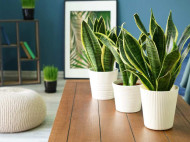 8 Tanaman Pembawa Keberuntungan Menurut Fengshui