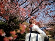 Ini 9 Destinasi Wisata untuk Melihat Musim Bunga Sakura Selain di Jepang