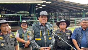 Barantin Pastikan 4.100 Ekor Sapi Impor Siap Dijual