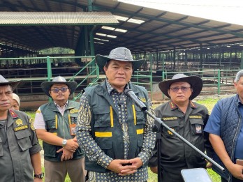 Barantin Pastikan 4.100 Ekor Sapi Impor Siap Dijual