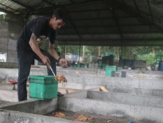 Merdeka Copper Gold Gandeng Warga Lokal Kelola Sampah Domestik