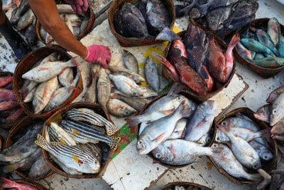 Harga Ikan di Makassar Mengalami Kenaikan Hingga 40%