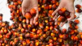 Pemanfaatan POME Kurangi Emisi Gas Rumah Kaca
