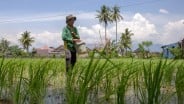 Produksi Padi Sumbar Turun 8,50% Sepanjang 2024, Target 2025 Naik Jadi 1,5 Juta Ton